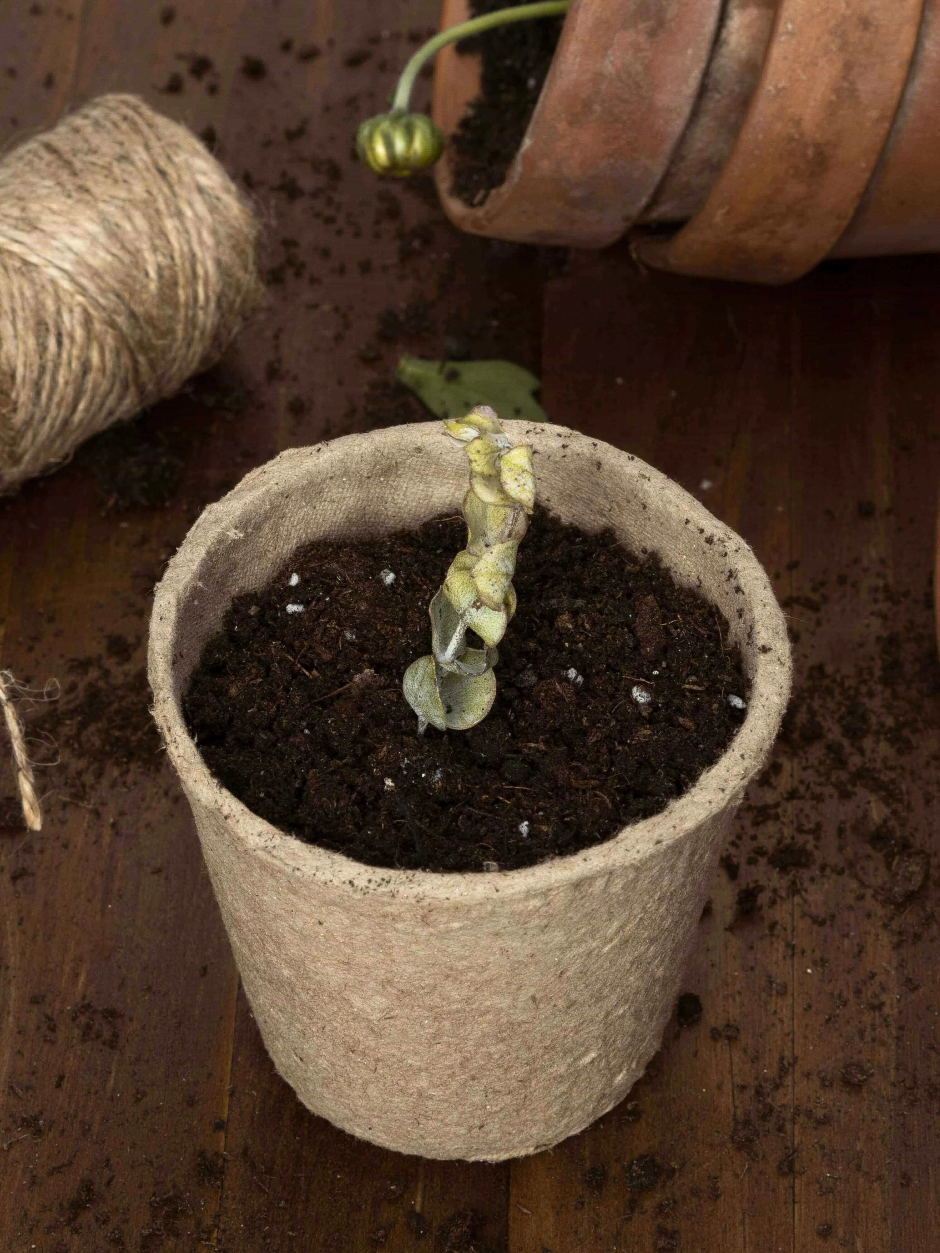 Sustainable green solutions for gardening.